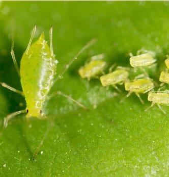 Aphid